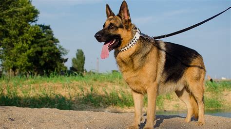 8 Best Dog Collars For German Shepherds Waf