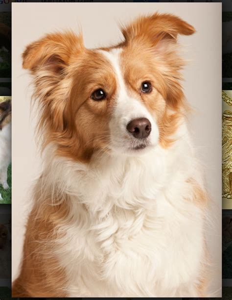 31 Best Ee Red Golden Red Australian Red Border Collies Images On