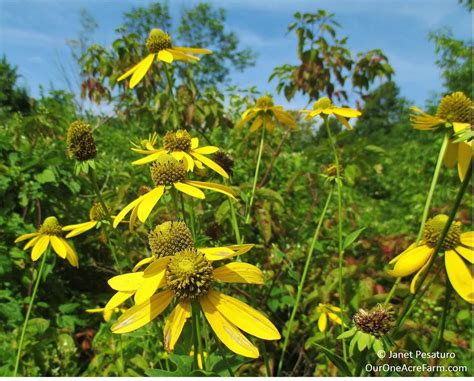 12 Native Plants For Food And Medicine