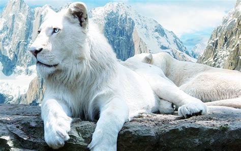 Unduh Wallpaper White Lion Foto Gratis Posts Id