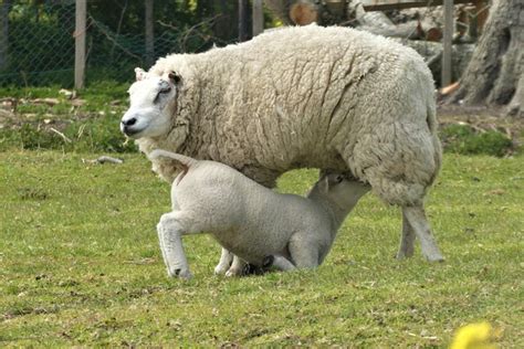 Sheep Lamb Animal To Free Photo On Pixabay Pixabay