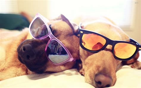 Dog With Glasses Wallpapers Top Free Dog With Glasses Backgrounds