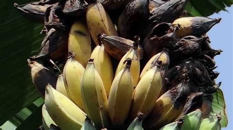 Evolution Of The Banana From A Fruit With Seeds To The Cavendish