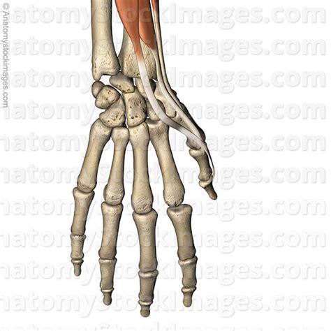 Thumb Anatomy Tendons