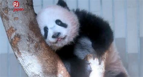 Ang Giant Panda Cub Na Si Xiang Xiang Ng Tokyo Zoo Ay Naging 1 Year Old