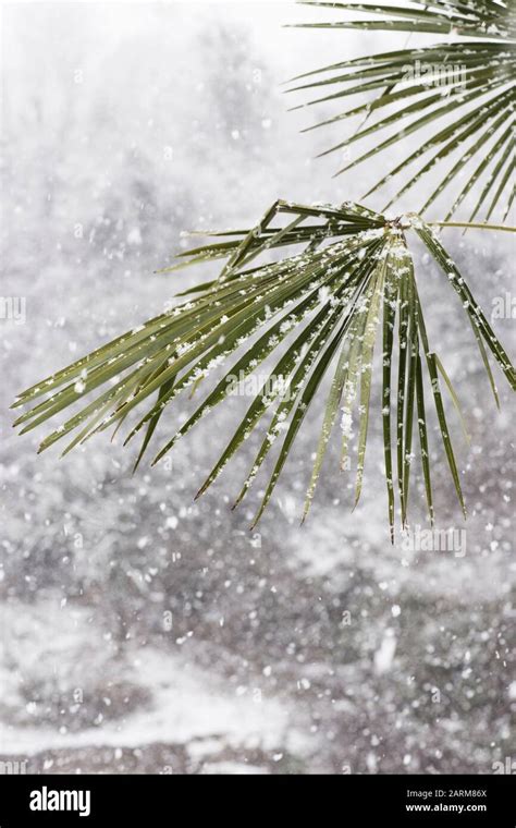 Snow On Palm Trees In Hi Res Stock Photography And Images Alamy