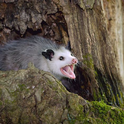 Istock000003154046smallopossum In A Tree Opossum Opossum Facts