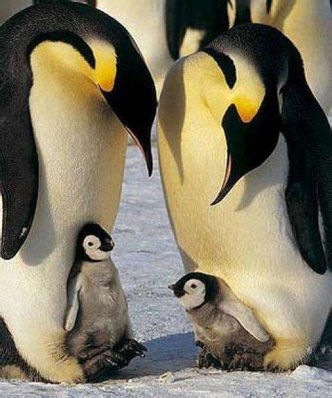 210 Penguins Ideas Penguins Penguin Love Cute Penguins