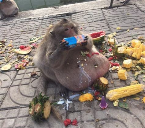Uncle Fatty The Fat Monkey Released Into Wild After Dramatic Weight