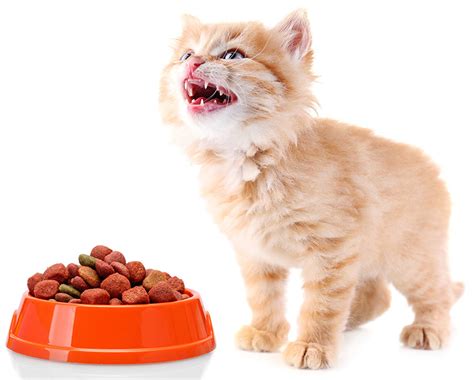 With top notch ingredients such as turkey, chciken or dark meat from tuna. Best Dry Kitten Food - Discover The Best Dry Food For Kittens