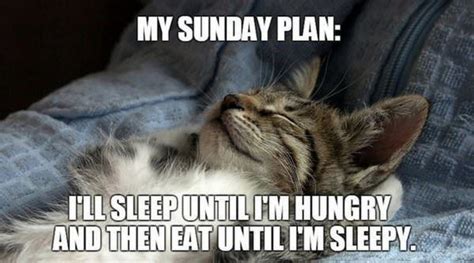 Dont Bother These Cats Who Are Enjoying Their Sunday Memes Funny