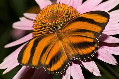 nombres de mariposas comunes los insectos mas bellos