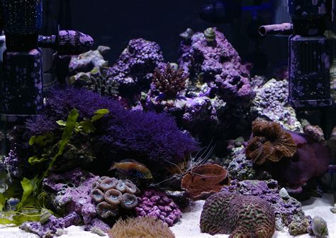 Free Stock Photo 1352-tropical_saltwater_aquarium_0835.JPG ...