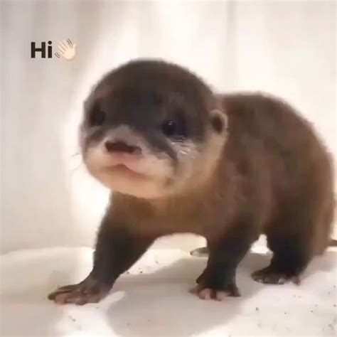 Otterdailylove On Instagram Hi Credit Unknow Dm For Credit Or