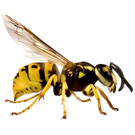Wasp Png Transparent Image Download Size 1000x1000px