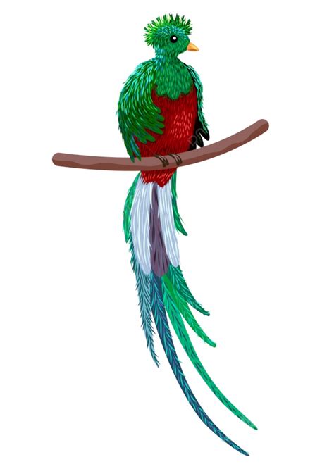 Quetzal Guatemalteco Png Vectores Psd E Clipart Para Descarga The