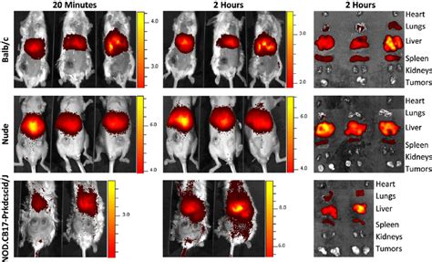 Intravenous Injection Of T Exosomes Into Balb C Nude And