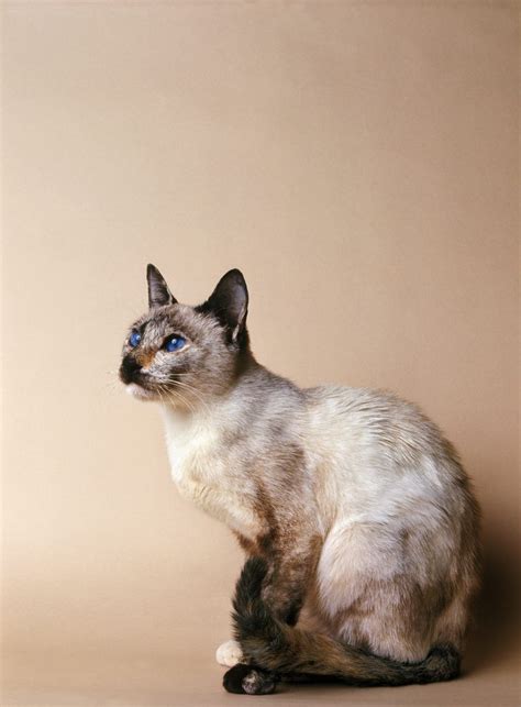 Chocolate Point Siamese Cat Breed Information 2023