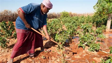 Somalia Farming Cooperatives Mean More Food For Everyone Geeska