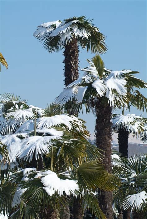 Palm Trees With Snow On It Stock Photo Image Of Alps 24200042