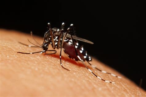 Florida Identifies Five Cases Of Zika Transmission In Second Area Of