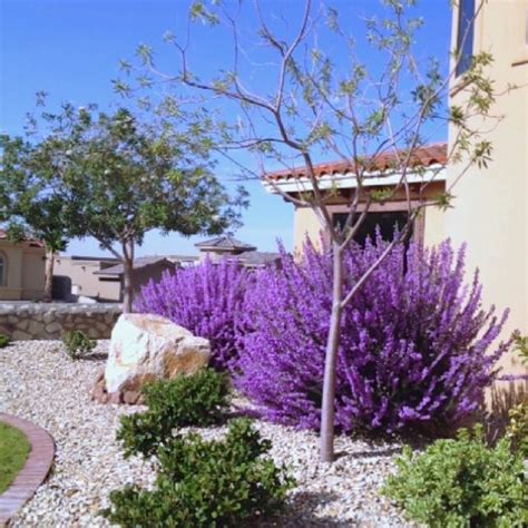 Purple Sage A Drought Tolerant Plant For Texas Landscaping