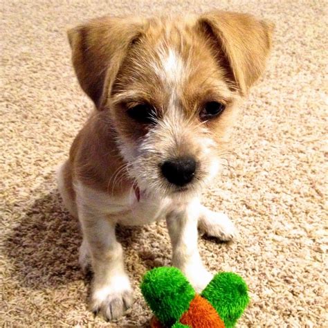 Meet Lucy Lucy Is A Rescue A Shorgi Shih Tzucorgi Mix