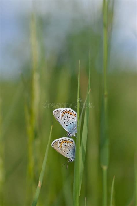 Two Common Blue Butterflies On A Plant In Nature Close Up Stock Image