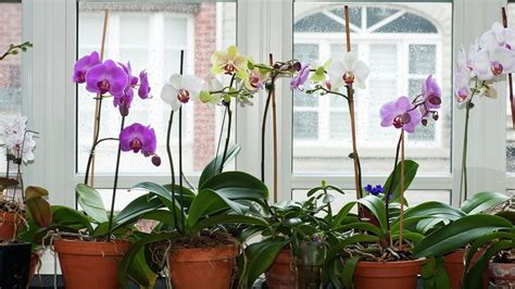 How To Grow A Phalaenopsis Orchid Bunnings Australia