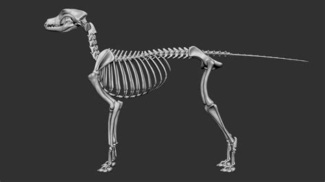 Dog Skeleton 3d Model 79 Ztl Obj Free3d