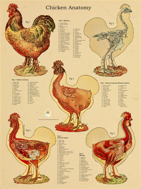 Chicken Anatomy Chart