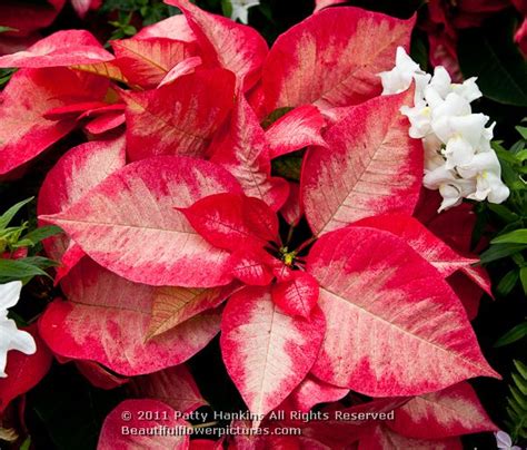A Few More Poinsettias Beautiful Flower Pictures Blog