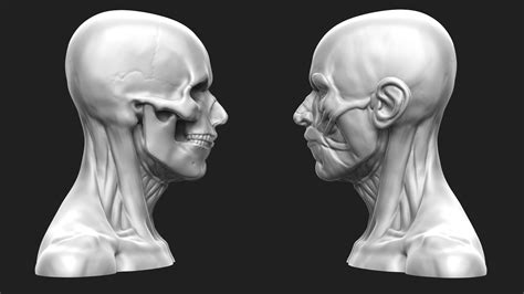 Human Head Anatomy 3d Model 3d Printable Cgtrader