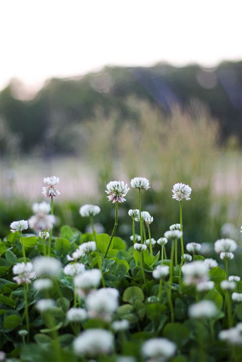 If your clover plant does not get adequate water, it is likely to result in retarded growth. Clover Lawns: In Partnership with Grass - Resource Central