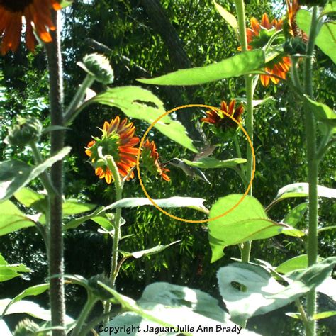 Julie Ann Brady Blog On Hummingbird In My Sunflower Garden