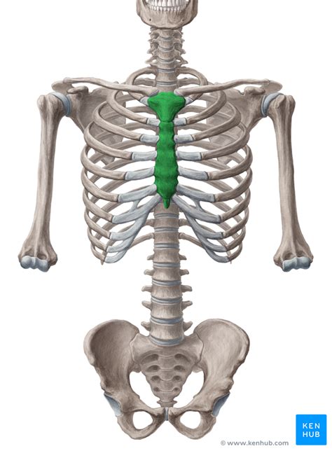 Sternum • Anatomy Parts Pain And Clinical Correlation Kenhub