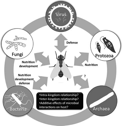 The Microbiome Of Pest Insects It Is Not Just Bacteria Gurung 2019