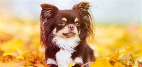 Pictures of long haired chihuahuas. Long Haired Chihuahua Dog Breed Information Center