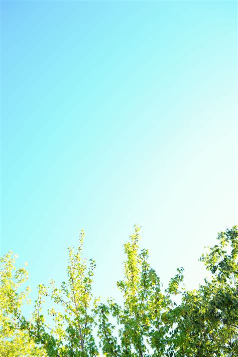 Free Images Tree Nature Horizon Branch Cloud Plant Sky Field