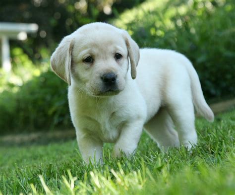 Puppy Labrador Labrador Retriever Puppies For Sale Cincinnati Oh