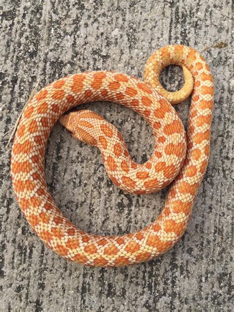 Albino Western Hognose Snakes For Sale Snakes At Sunset