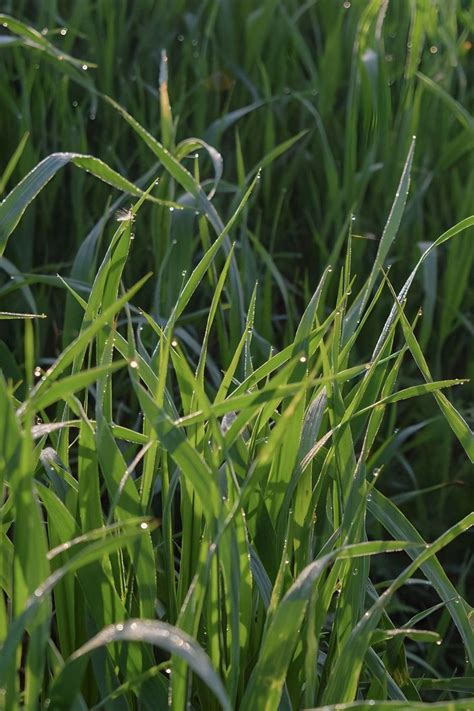 Fine Fescue Care Information And Tips On Using Fine Fescue For Lawns
