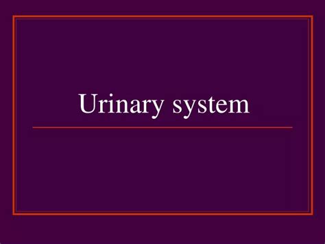 Ppt Urinary System Powerpoint Presentation Free Download Id9240928