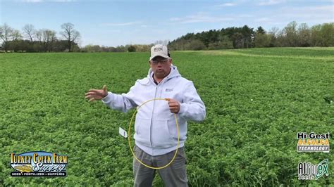 Alfalfa Stand Yield Potential Taking A Stand Count Youtube