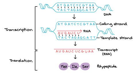 What Strand Of Dna Is Used To Make A Complementary Copy Or To Make A Complementary Mrna Molecule