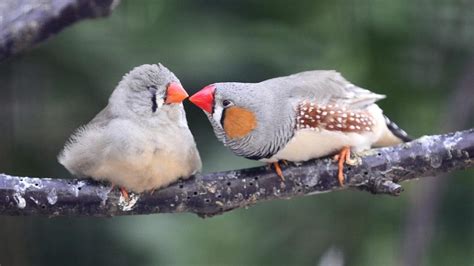 How To Care For Zebra Finches Allans Pet Center