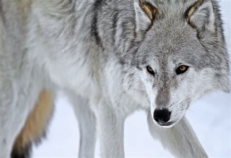 Lone Wolf Smithsonian Photo Contest Smithsonian Magazine