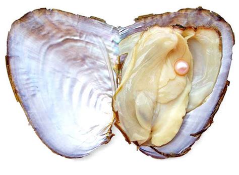Preserved Pearl Oyster With 7 8mm Aa Round Pearl