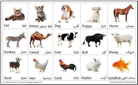 قصص اطفال قبل النوم 2021 قصص للاطفال مكتوبة قصيرة. 83 إسم من اسماء الحيوانات بالانجليزي مع الصور | تعلم لغتك!