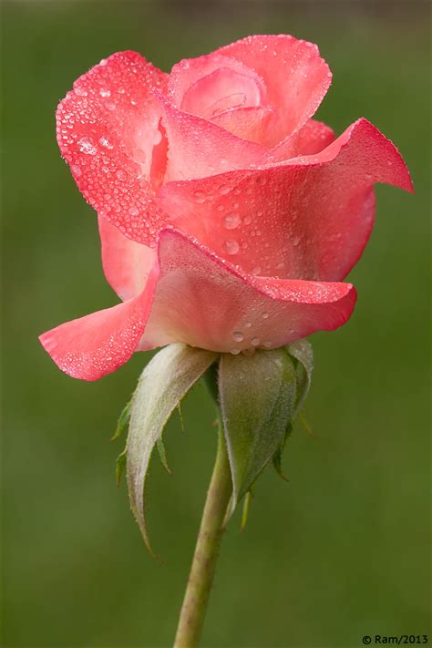 There are over three hundred species and tens of thousands of cultivars. Pink Rose Flower